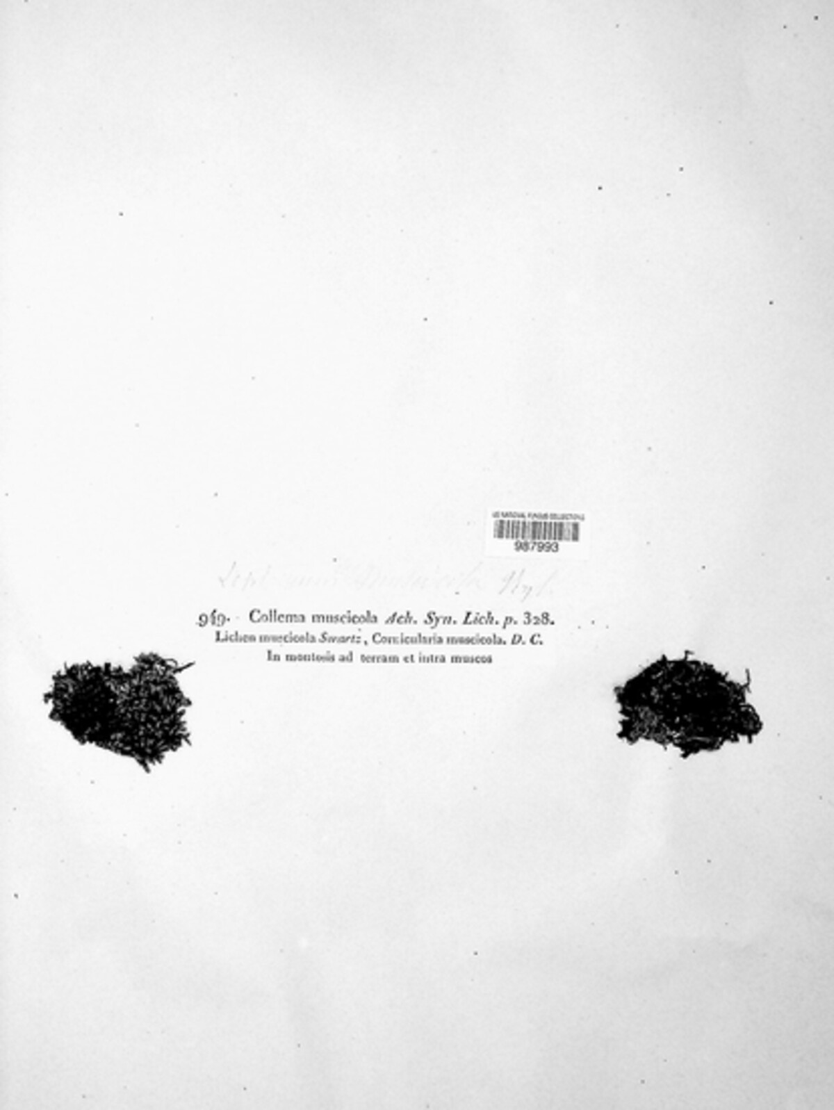 Polychidium muscicola image